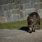DSC06010.jpg
